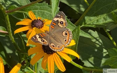 August Garden Checklist