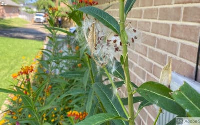 Why Plant Seeds in the Fall