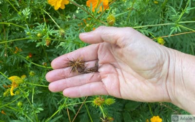 Glorious Joy in a Seed