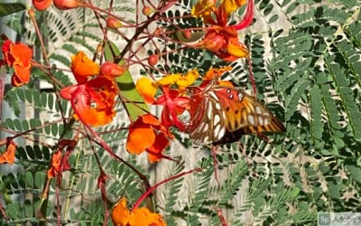 September Garden Checklist