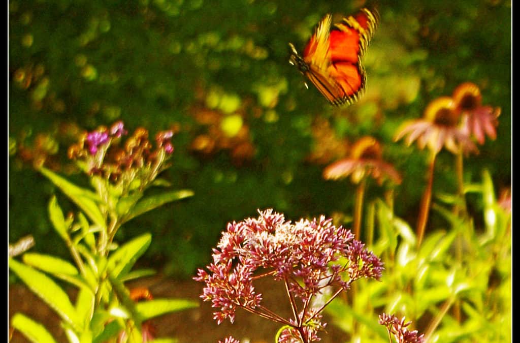 October Gardening Checklist