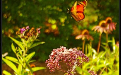 October Gardening Checklist