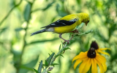 When I Have No Words