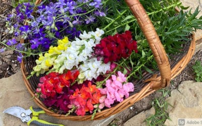 Snapdragons Are for Texas. Who Knew?!?