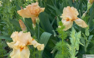 Time to Divide Spring Perennial Bulbs