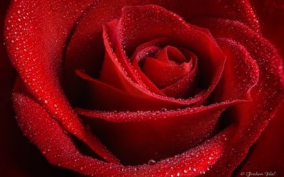 Roses Are for Valentines