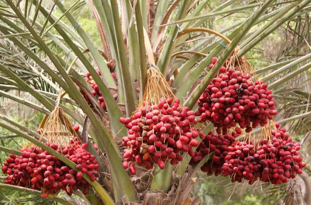 Dates, Yum!
