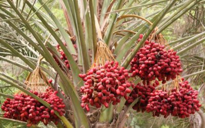 Dates, Yum!