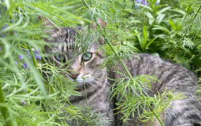 March Garden Perennial Checklist