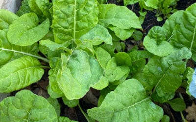 Vegetarian Stuffed Swiss Chard