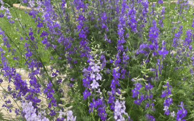 Larkspur, a Reliable, Self-seeding, Spring and Early Summer Bloomer
