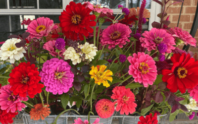 Heat Loving Zinnias