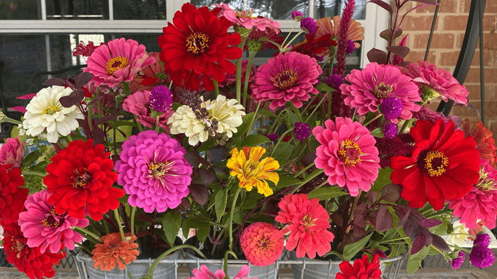 Heat Loving Zinnias