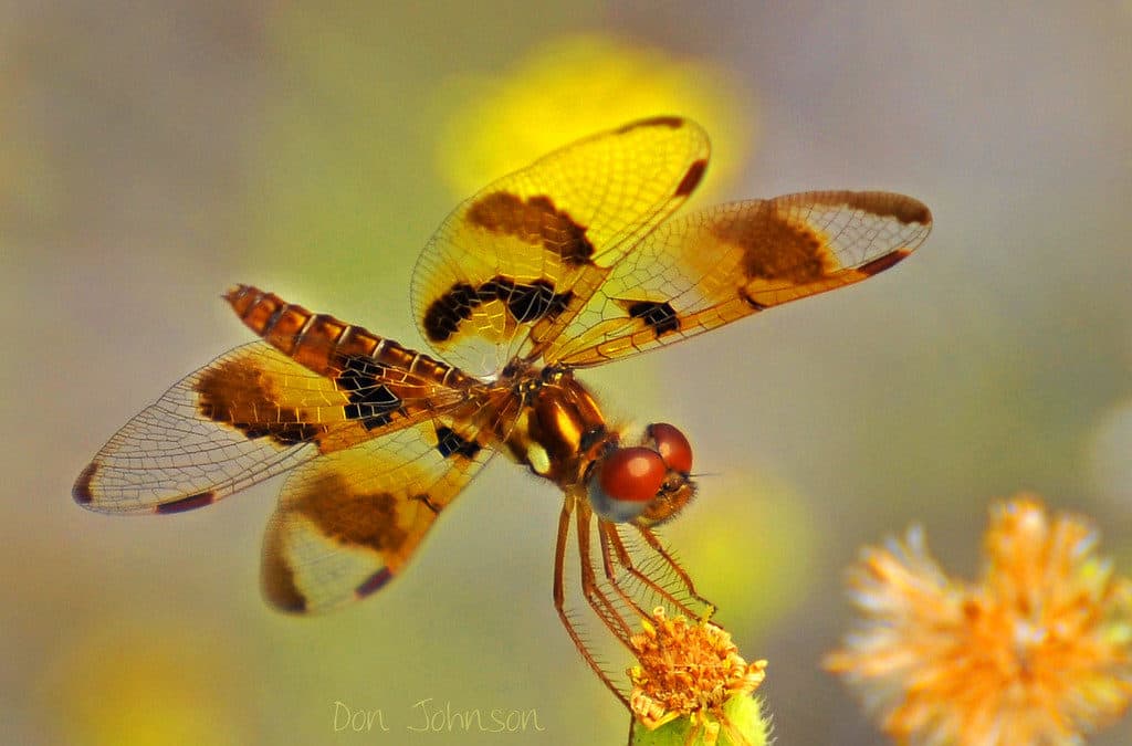 Why Dragonflies?