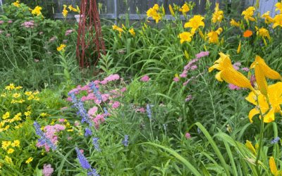 Lilies of the Field