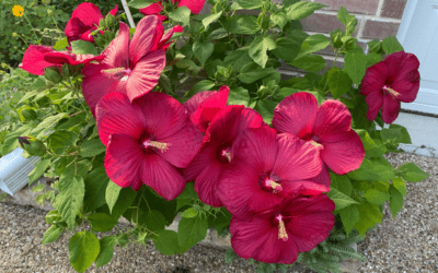 July Garden Checklist for this Record-Breaking Heat
