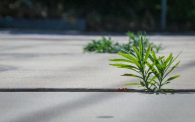 Homemade Weed Killer