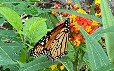 Fall To Do Gardening Chores