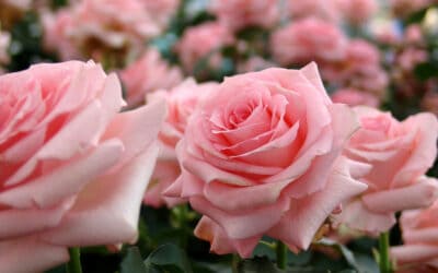 Rose Care in the Month of Love, Valentine’s