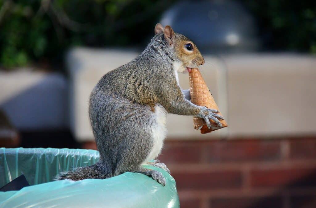 A Squirrel in the Dark