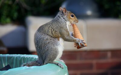 A Squirrel in the Dark