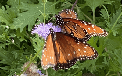 Feed the Butterflies