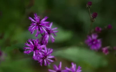 September Garden To-Do List