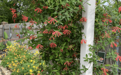 Honeysuckle and Cheese Boxes