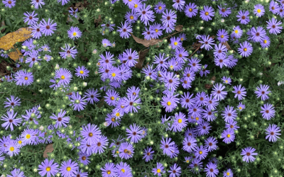 A Garden is a Gateway to Hospitality