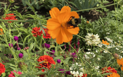Celebrate Fall with Garden Chores