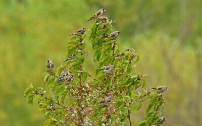 Migrants for Dinner