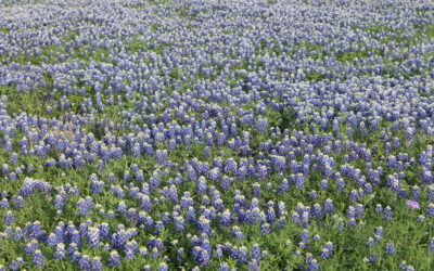 Bluebonnets and Larkspur