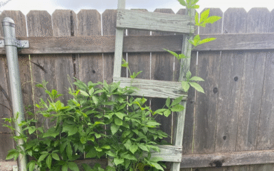 Steps and Ladders