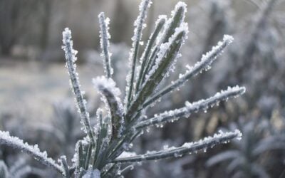 January Gardening in Texas