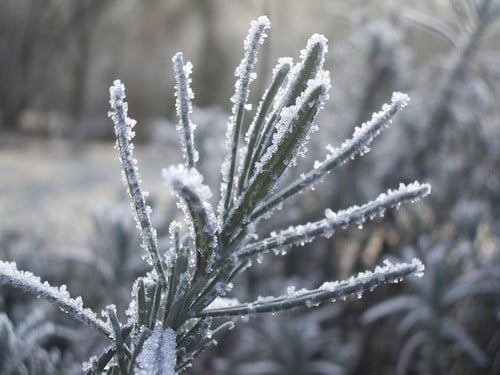 January Gardening in Texas