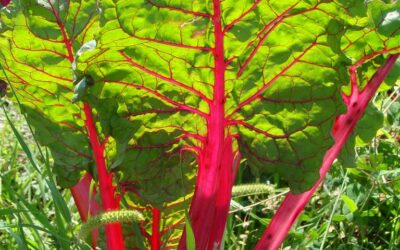 Swiss Chard, My Favorite of Greens