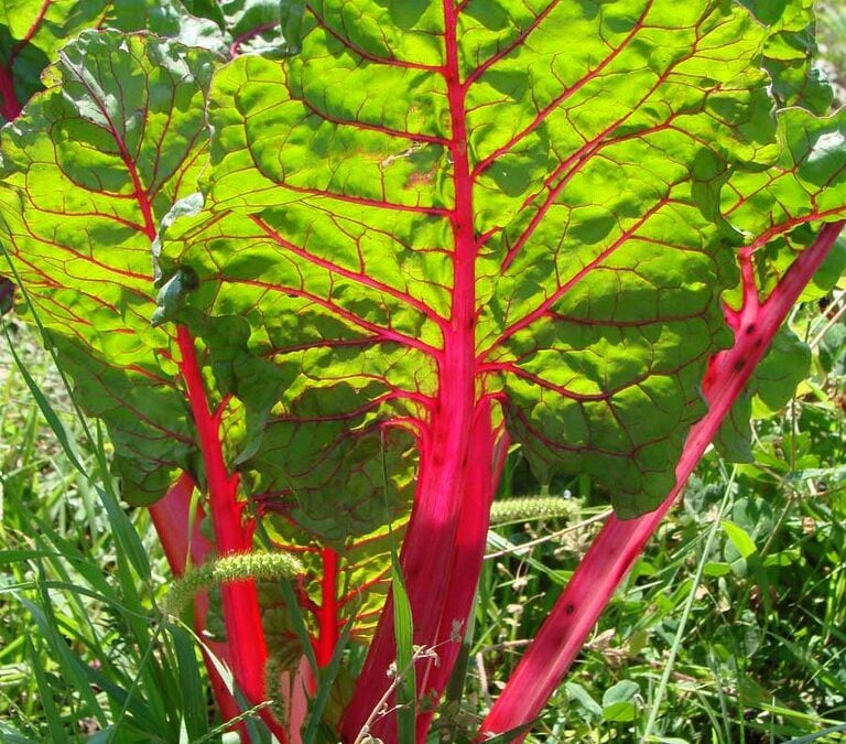 Swiss Chard, My Favorite of Greens