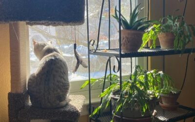 Succulent Personality