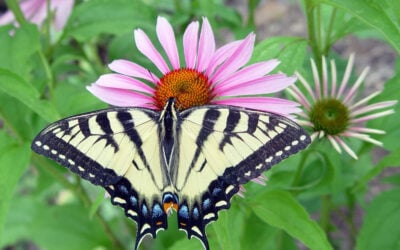 Swallowtail Butterfly Habitat