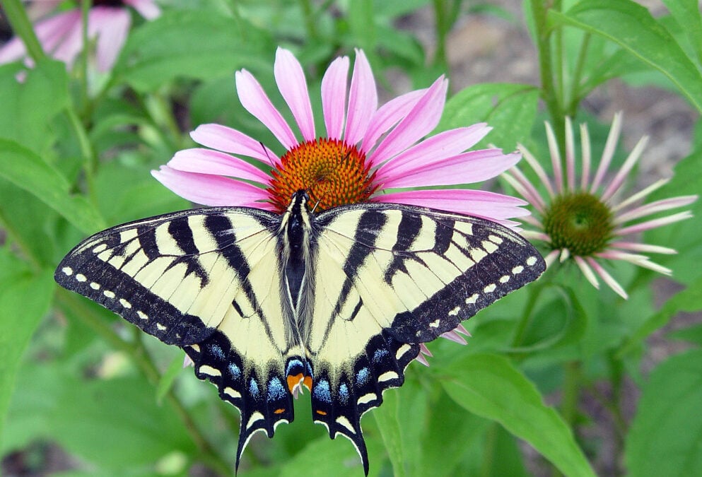 Swallowtail Butterfly Habitat
