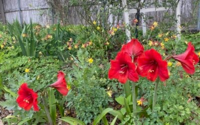 Dumpster Diving Gardening