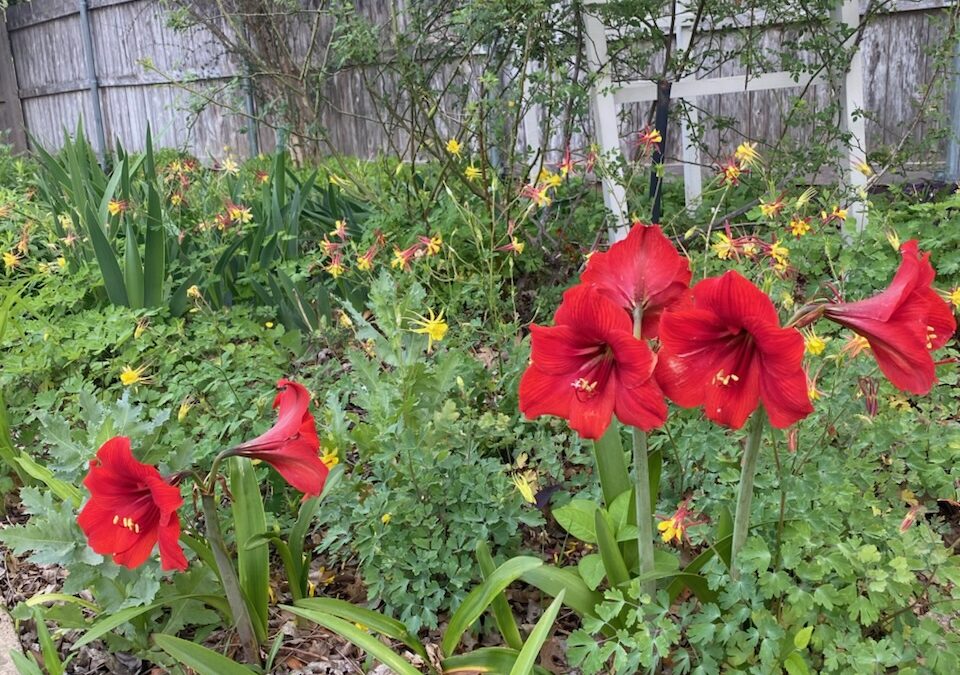 Dumpster Diving Gardening