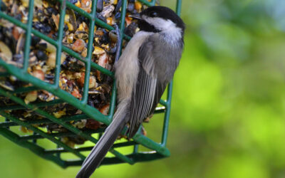Chirping Cacophony