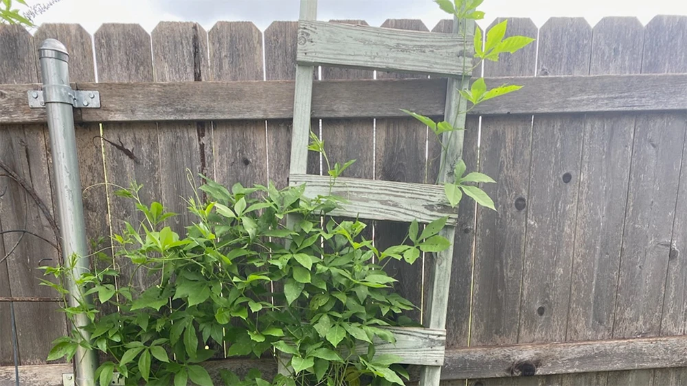 Steps and Ladders