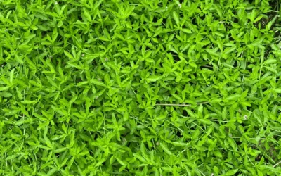 Frog Fruit, a Lawn Substitute