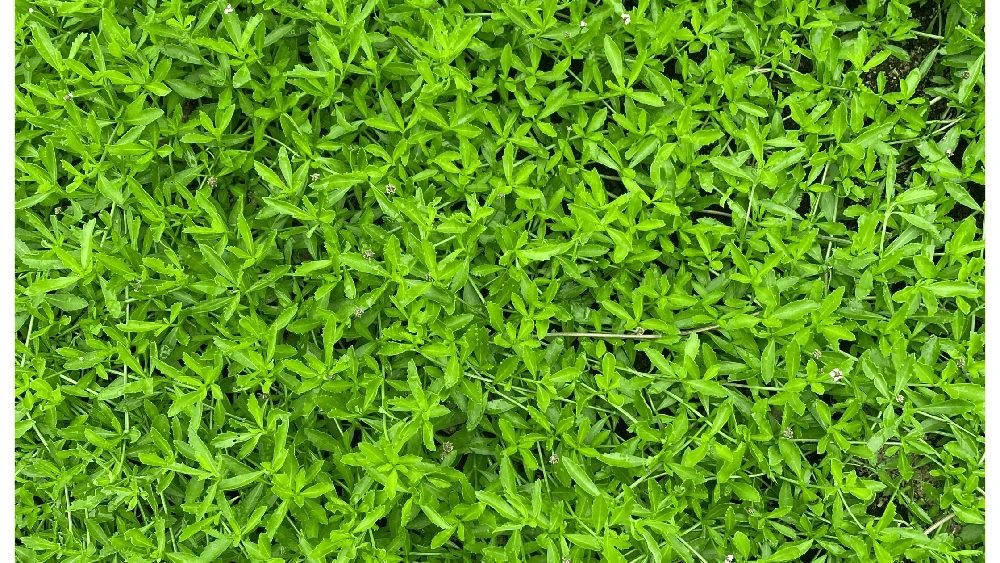 Frog Fruit, a Lawn Substitute