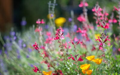 October Garden To-Do List